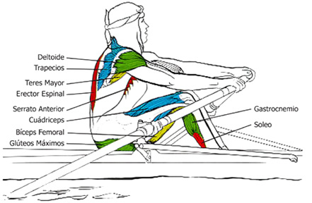 Grupos Musculares que se utilizan en el Remo: el pase