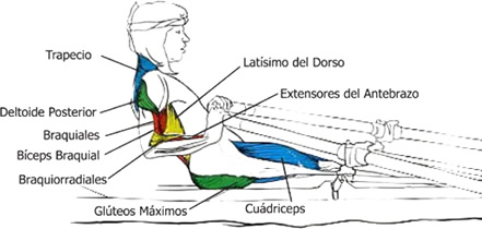 Grupos Musculares que se utilizan en el Remo:el final 2